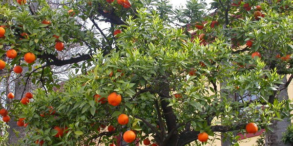 Alicante_orange_trees