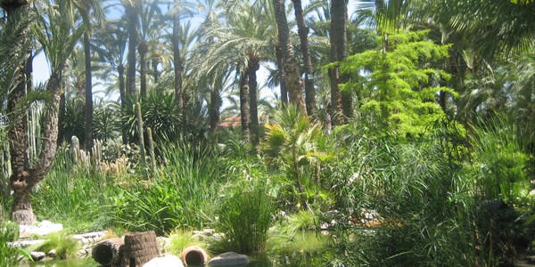 Elche_Palm_trees_forest (2)